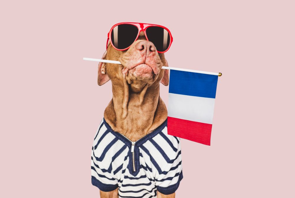 10 French Idioms with animals